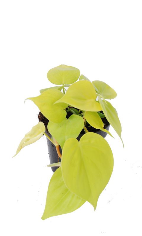 Filodendro scandens micans 'Lime'