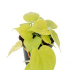 Filodendro scandens micans 'Lime'