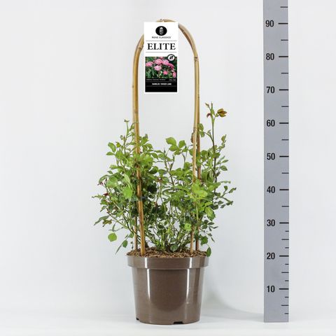Rosa ELITE