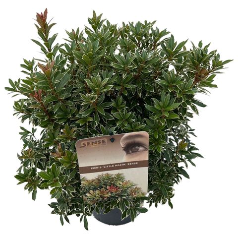 Pieris japonica 'Little Heath'