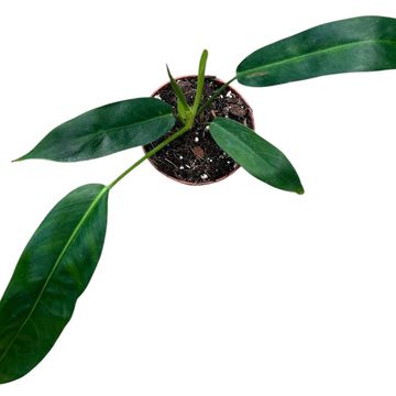 Philodendron patriciae