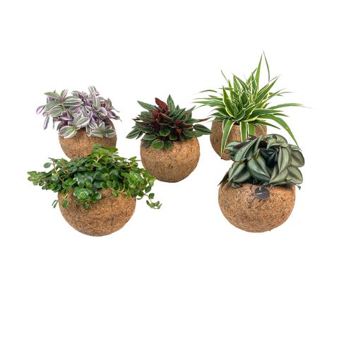 Houseplants MIX