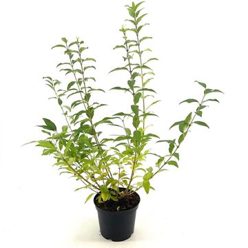 Forsythia x intermedia MINIGOLD