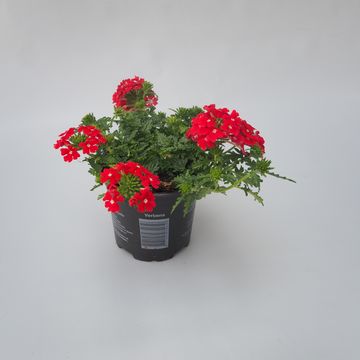 Verbena MAGELANA SCARLET