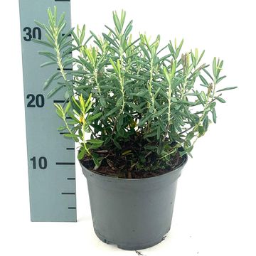 Andromeda polifolia 'Blue Ice'