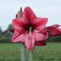 Hippeastrum 'Disco Star'