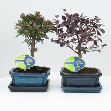Bonsai MIX