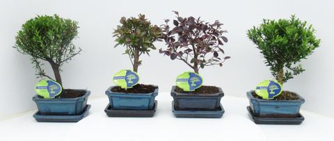 Bonsai MIX