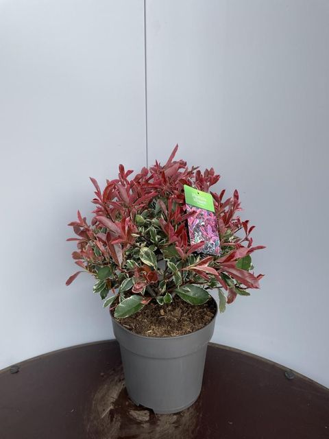 Photinia x fraseri PINK MARBLE