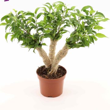 Ficus benjamina 'Natasja'