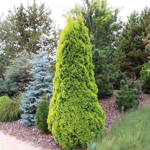 Thuja occidentalis GOLDEN SMARAGD