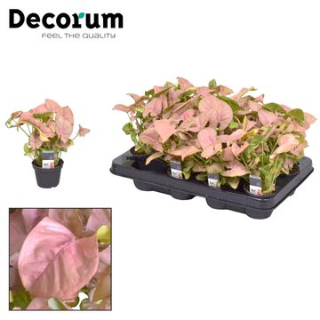 Syngonium 'Neon Robusta'
