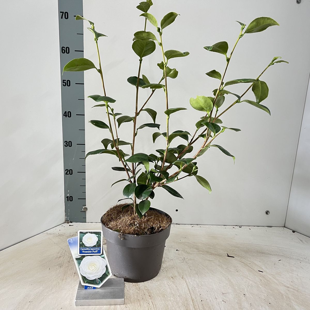 ikea fake efeu IKEA : FEJKA : Artificial potted plant main image 0
