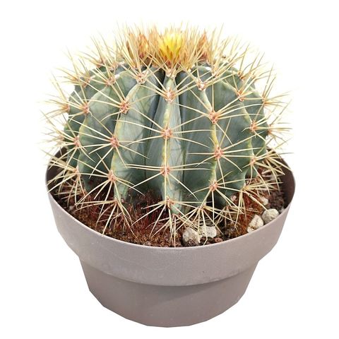 Ferocactus glaucescens