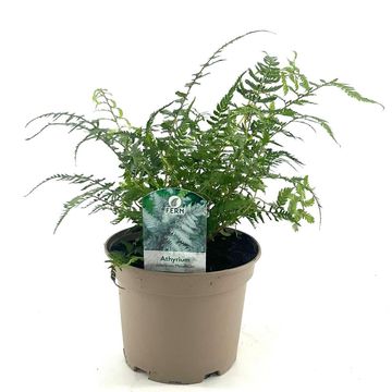 Athyrium filix-femina