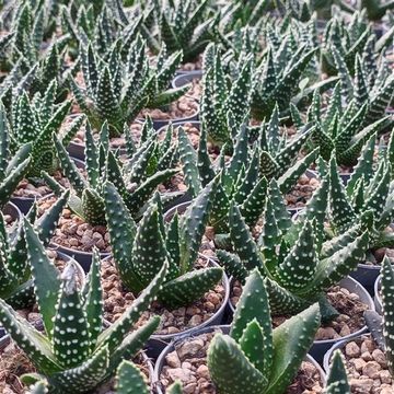 Haworthia papillosa