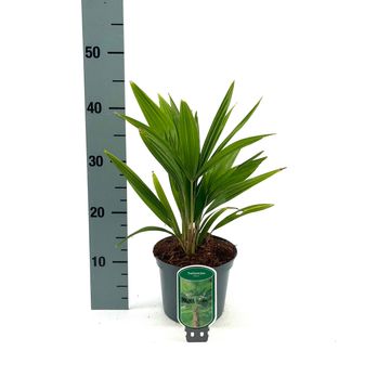 Trachycarpus fortunei