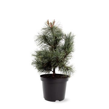 Pinus pumila 'Glauca'