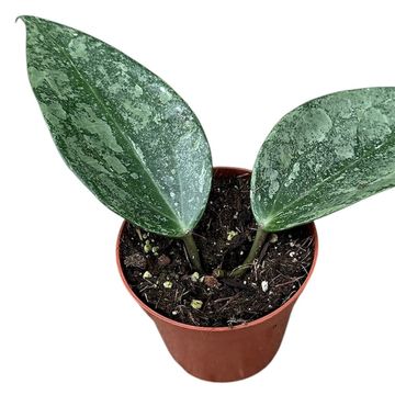 Hoya latifolia 'Rimba Perak'