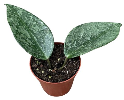 Hoya latifolia 'Rimba Perak'