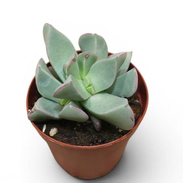Machairophyllum brevifolium