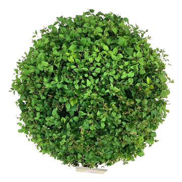 Syringa SUGAR PLUM FAIRY