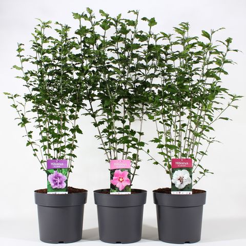 Hibiscus syriacus MIX