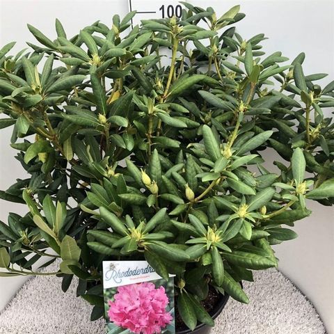 Rhododendron 'Roseum Elegans'