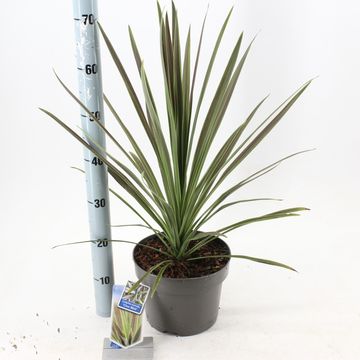 Cordyline australis 'Choc Mint'