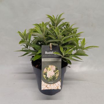 Buddleja davidii LITTLE ROCKSTARS WHITE