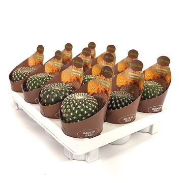 Sulcorebutia arenacea