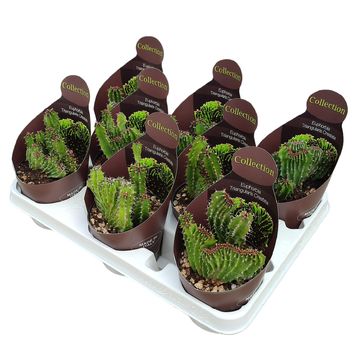 Euphorbia triangularis cristata