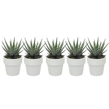 Haworthia fasciata 'Big Band'