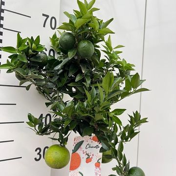 Citrus aurantium 'Chinotto'