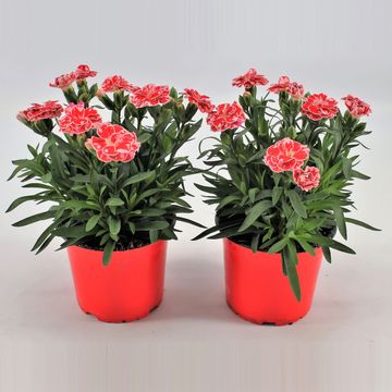 Dianthus OSCAR WHITE AND RED