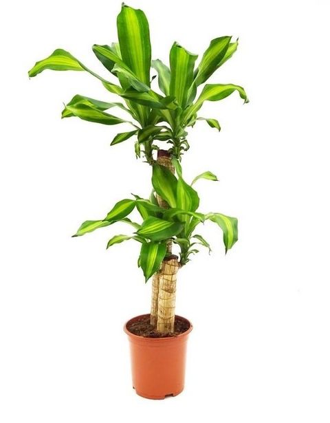 Dracaena fragrans 'Massangeana'
