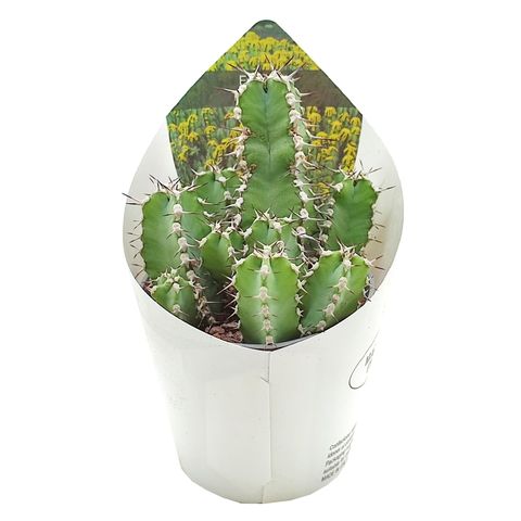 Euphorbia polyacantha