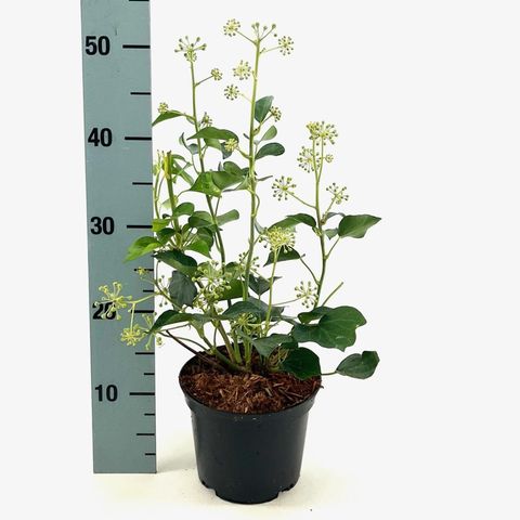 Hedera helix 'Arborescens'