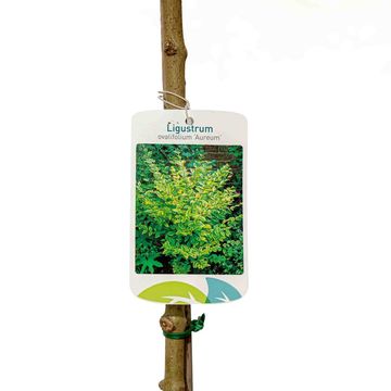 Ligustrum ovalifolium 'Aureum'