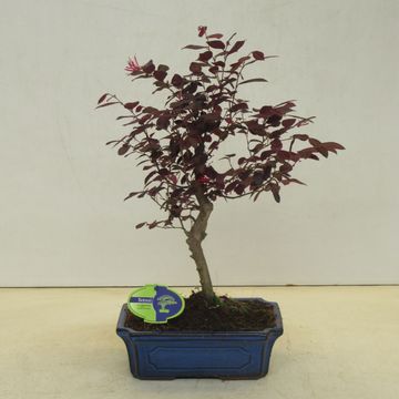 Loropetalum chinense rubrum