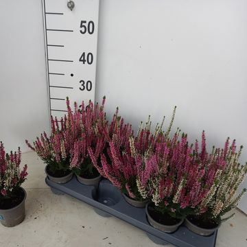 Calluna vulgaris BEAUTY LADIES MIX IN POT
