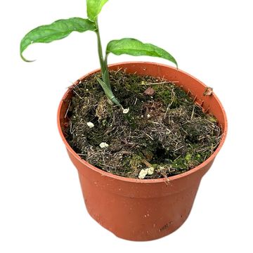 Monstera obliqua 'Yasuni'