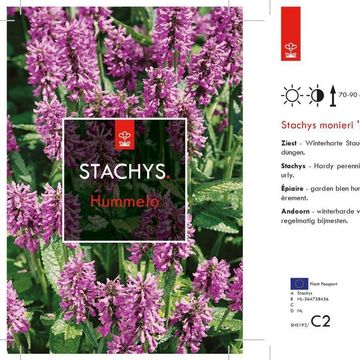 Betonica officinalis 'Hummelo'