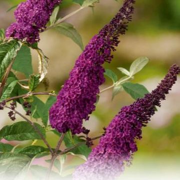 Buddleja davidii 'Ile de France'