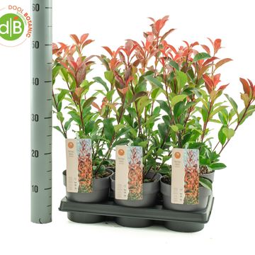 Photinia x fraseri CARRÉ ROUGE