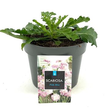 Scabiosa columbaria 'Pink Mist'