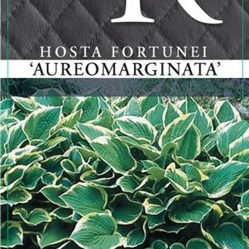 Hosta 'Aureomarginata'