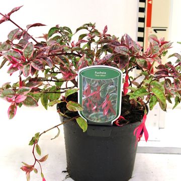 Fuchsia 'Tom West'