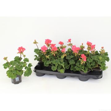 Pelargonium TOSCANA LISA