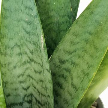 Sansevieria zeylanica